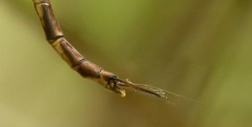 Gynacantha subinterrupta