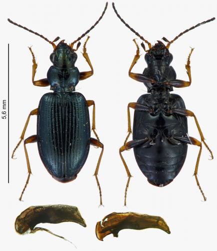 Bembidion latinum
