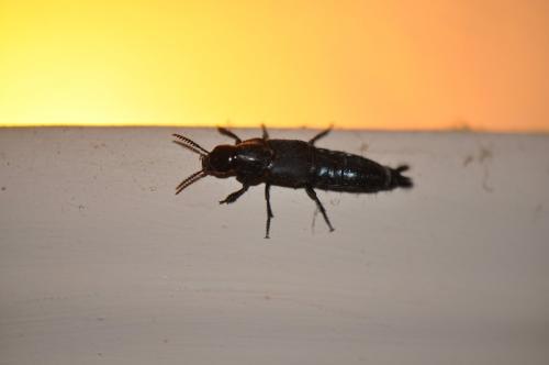 Quedius dilatatus