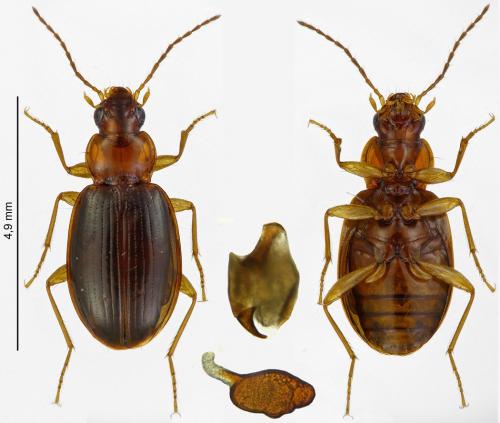 Ocys tachysoides