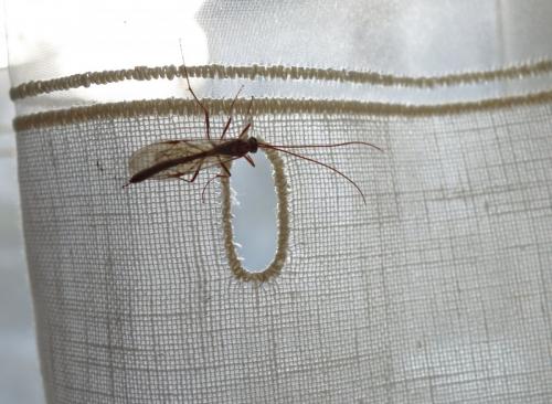 Ophion sp.