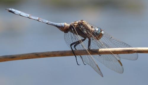 Orthetrum chrysostigma