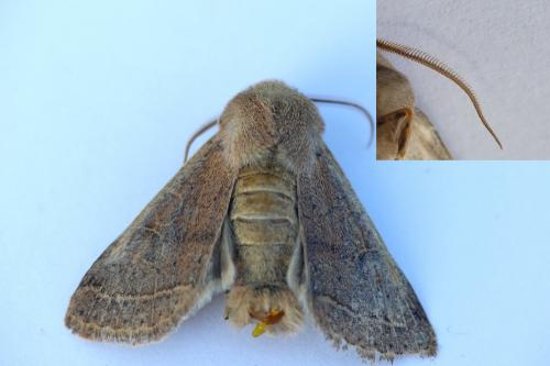 Orthosia cerasi