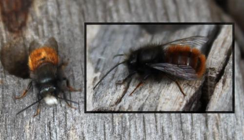 Osmia cornuta