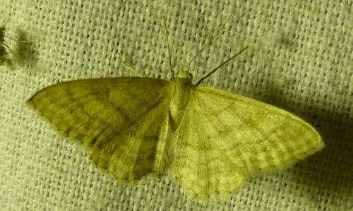Réf. 179 485 : Idaea macilentaria