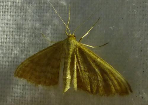 Idaea sp.