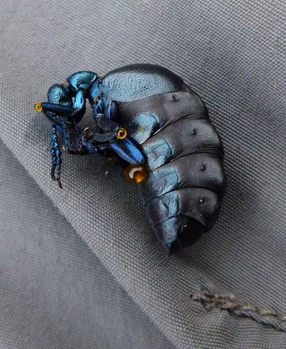 Meloe proscarabaeus