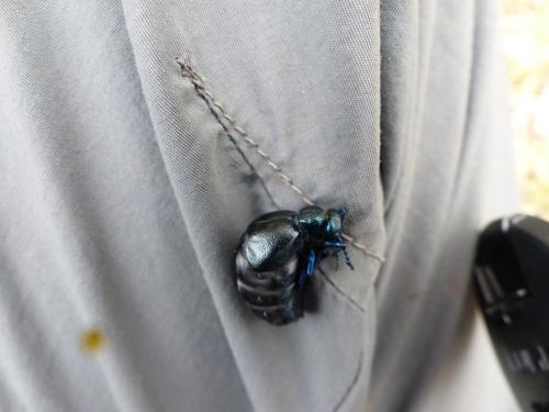 Meloe proscarabaeus