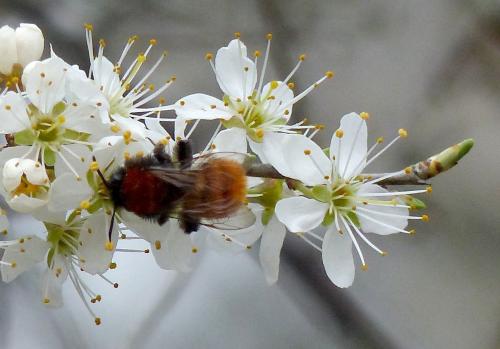 Andrena fulva