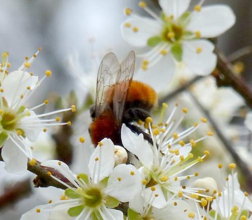 Andrena fulva