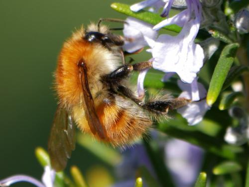 Réf. 179 344 : Bombus pascuorum