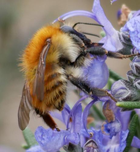 Réf. 179 489 : Bombus pascuorum