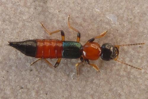 Réf. 179 048 : Paederus littoralis
