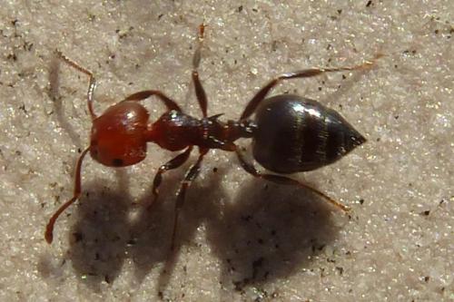 Réf. 179 095 : Crematogaster scutellaris