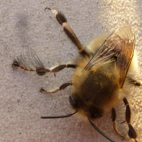 Anthophora plumipes