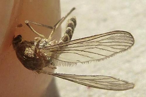 Réf. 179 272 : Culex sp.