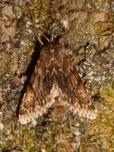 Brachionycha nubeculosa