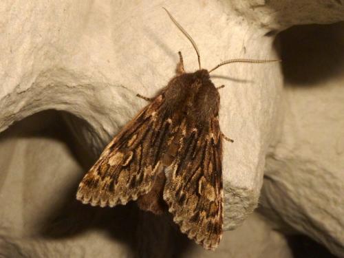 Brachionycha nubeculosa