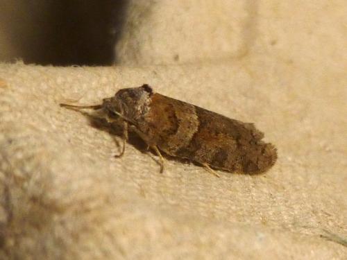Réf. 179 420 : Tortricodes alternella