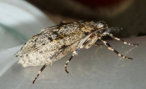 Diurnea fagella