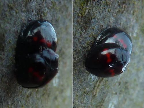 Réf. 179 389 : Chilocorus bipustulatus