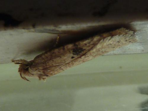 Réf. 179 422 : Agonopterix propinquella