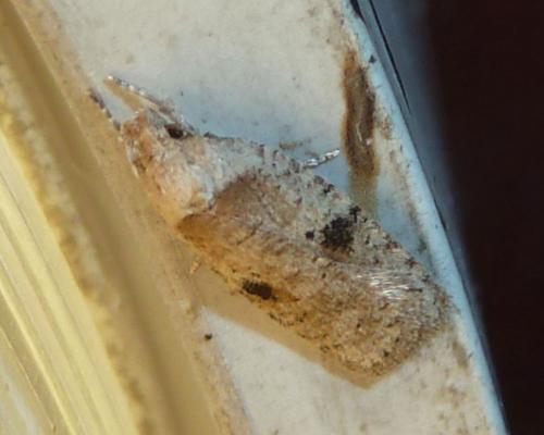 Réf. 179 423 : Agonopterix propinquella
