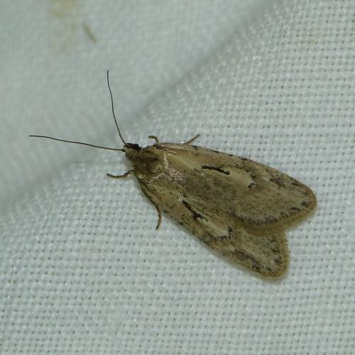 Semioscopis avellanella