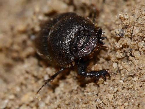 Onthophagus emarginatus