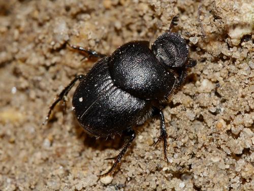 Onthophagus emarginatus