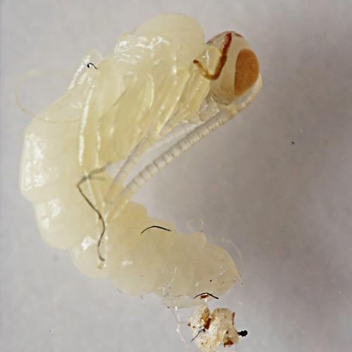 Réf. 179 359 : Orthopelma mediator
