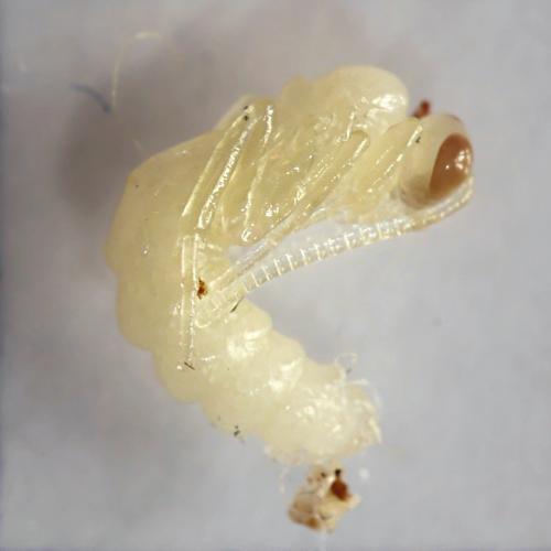 Réf. 179 358 : Orthopelma mediator