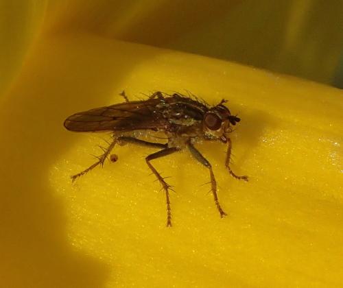 Scathophaga stercoraria