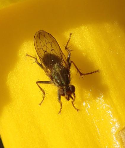Scathophaga stercoraria