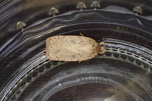 Agonopterix sp.