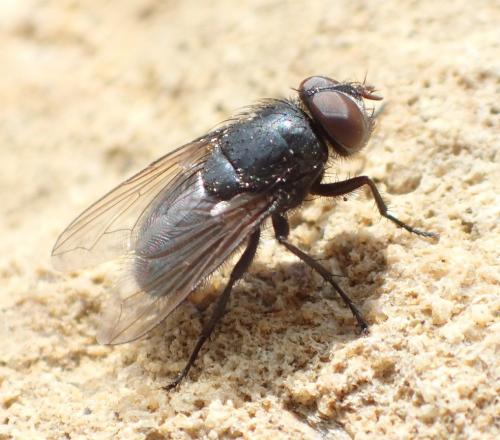 Réf. 179 484 : Pollenia sp.
