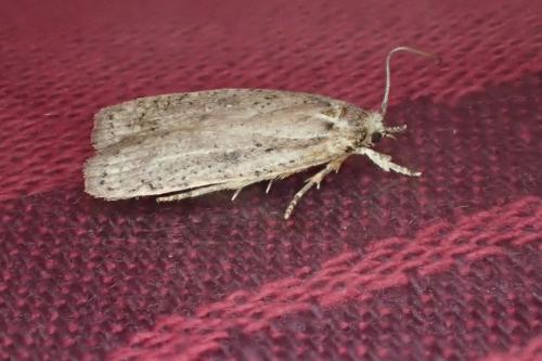 Réf. 179 203 : Agonopterix sp.