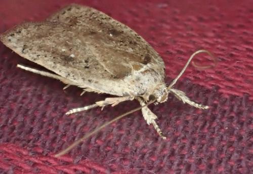 Réf. 179 204 : Agonopterix sp.