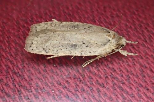 Réf. 179 205 : Agonopterix sp.