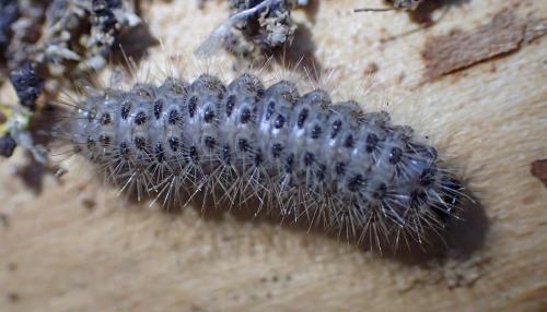 Réf. 179 350 : Cymbalophora pudica