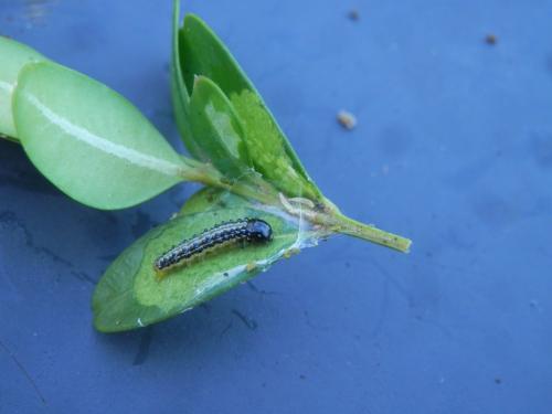 Cydalima perspectalis