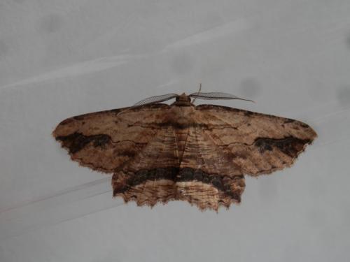 Réf. 179 491 : Menophra abruptaria