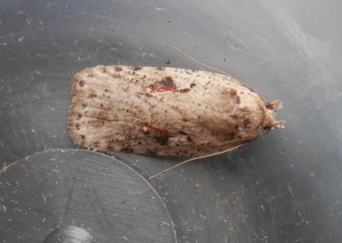 Réf. 179 576 : Agonopterix ocellana
