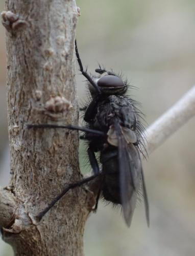 Bellardia sp.