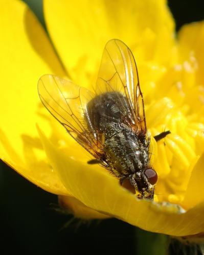 Réf. 179 001 : Phaonia serva