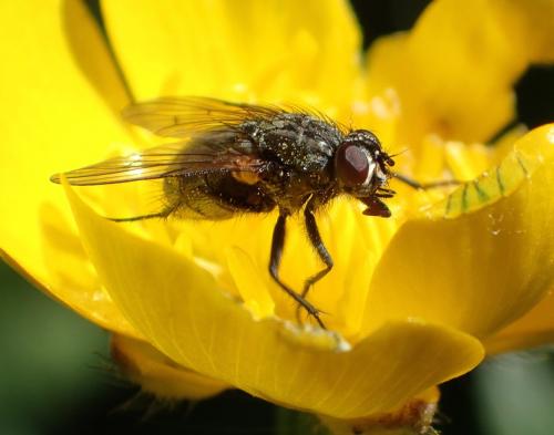 Phaonia serva