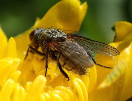Réf. 179 010 : Phaonia serva