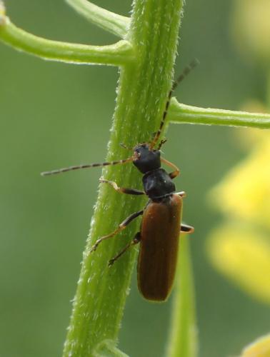 Rhagonycha sp.
