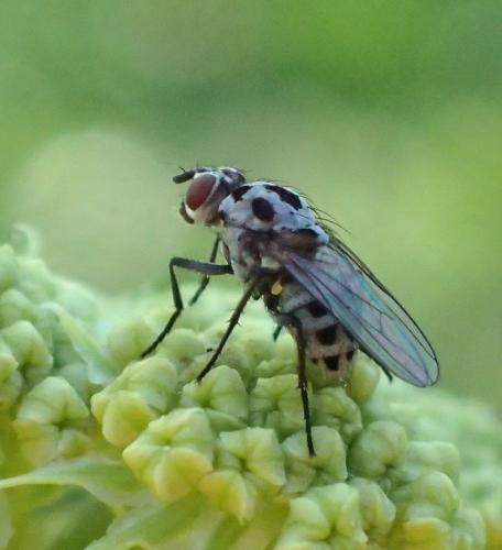 Réf. 179 169 : Anthomyia sp.