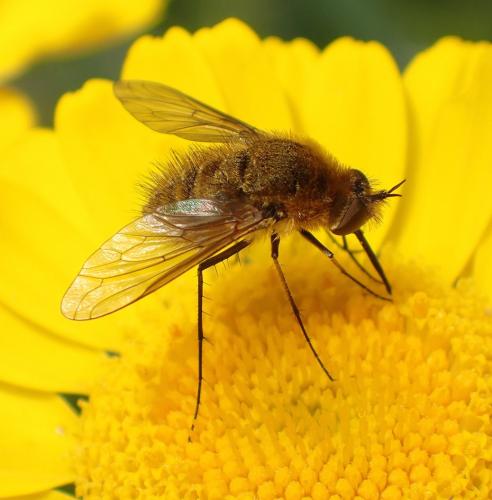Réf. 179 070 : Bombylisoma sp.